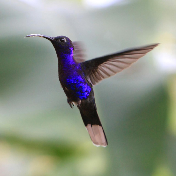豔紫刀翅蜂鳥